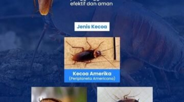 Layanan Cockroach Control dari Essindo Pest Control untuk membasmi kecoa Jerman dan Amerika di Jakarta.