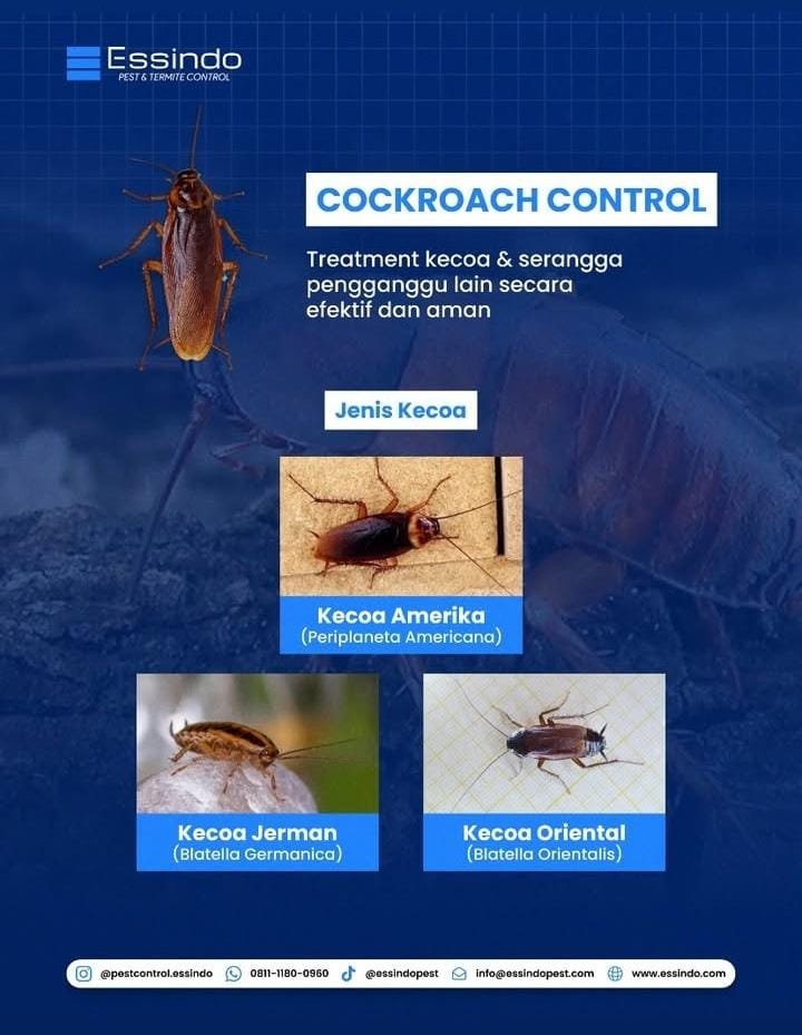 Layanan Cockroach Control dari Essindo Pest Control untuk membasmi kecoa Jerman dan Amerika di Jakarta.