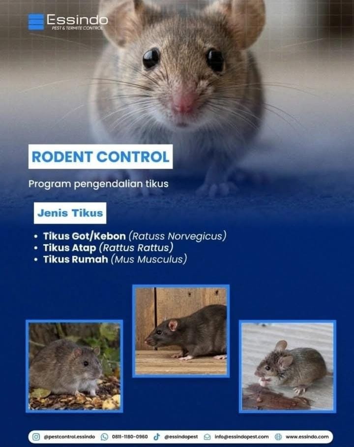 Program pengendalian tikus (Rodent Control) dari Essindo Pest Control untuk wilayah Jakarta dan Bogor.